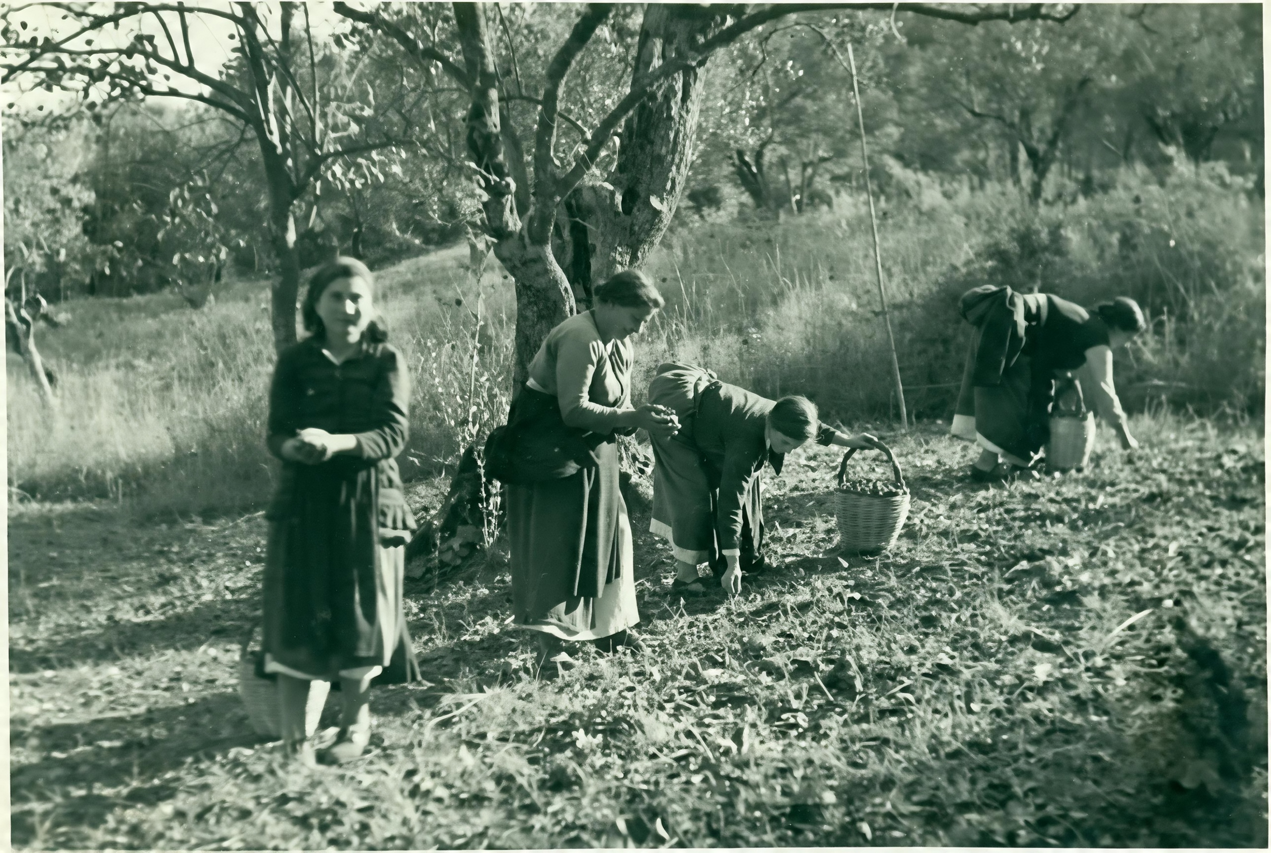 Gli uliveti di Teranico in Calabria
